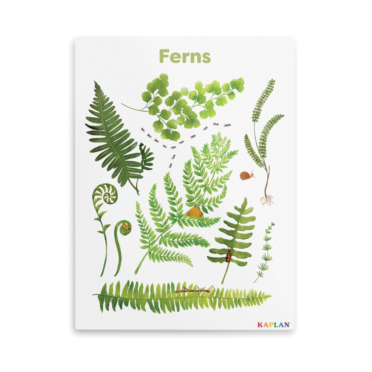 Kaplan Early Learning Company Fern Giclee Classroom Wall Print